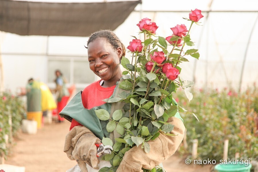 この薔薇の故郷は、ケニアのナイバシャ湖畔にある広大な農園です。ここで働く2000名の生産者の多くは、家族を支えるシングルマザー。彼女たちは、薔薇を育てることに誇りを持ち、鼻歌を歌いながら一輪一輪に愛情を注いでいます。その温かい想いが、17時間のフライトを経て、あなたの元へと届けられます。
