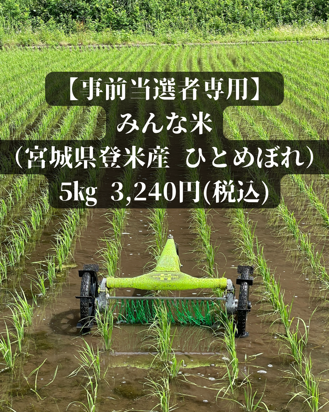 【事前当選者専用・お一人様一点限り】みんな米　宮城県登米産 ひとめぼれ（R6年）