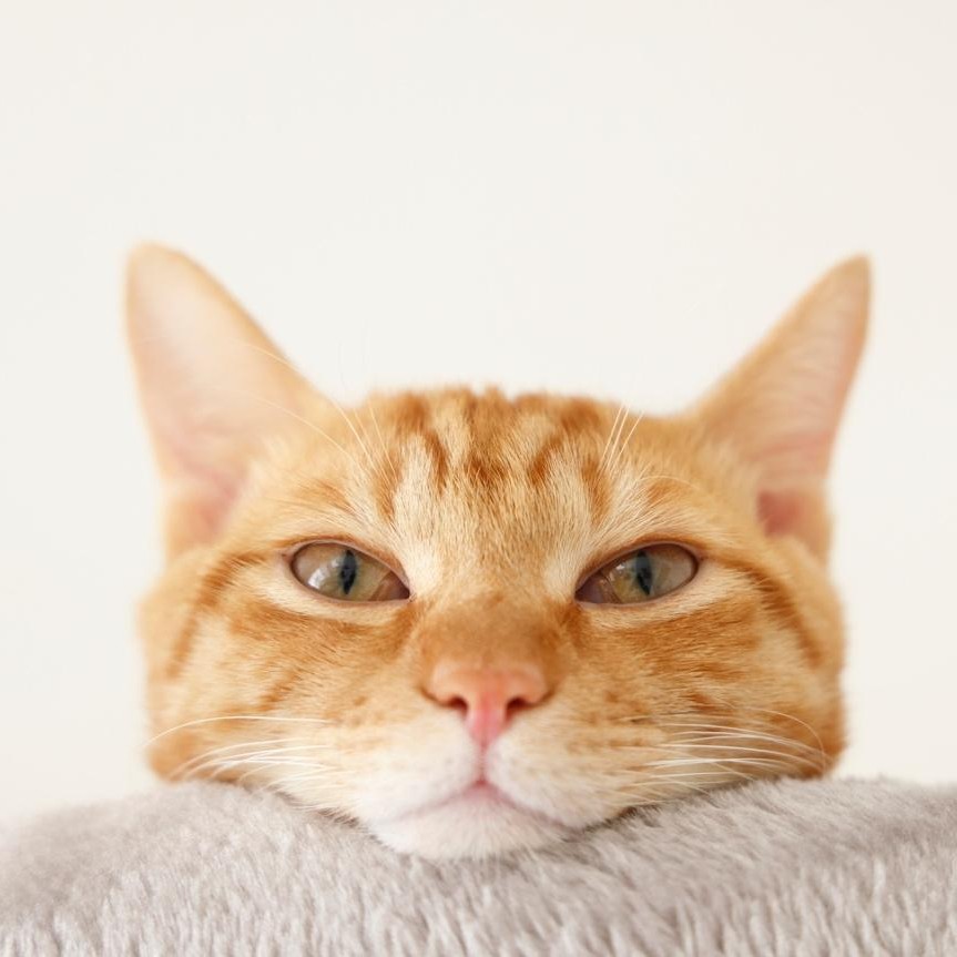 エシカルにゃんこたちと森のどうぶつが仲良く暮らす再生素材ふわもこエコトートぽかぽかひつじゃくのほっこりリボン付きスペシャ